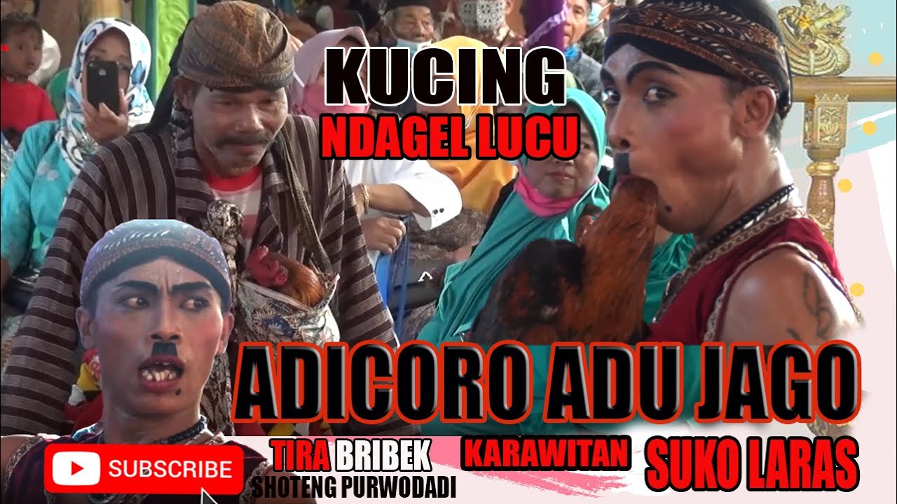 SAWUNG ADU JAGO PARDI KUCING CANGKEM BOYO LUCU// KARAWITAN SUKO LARAS// MORO SENENG AUDIO SOUND