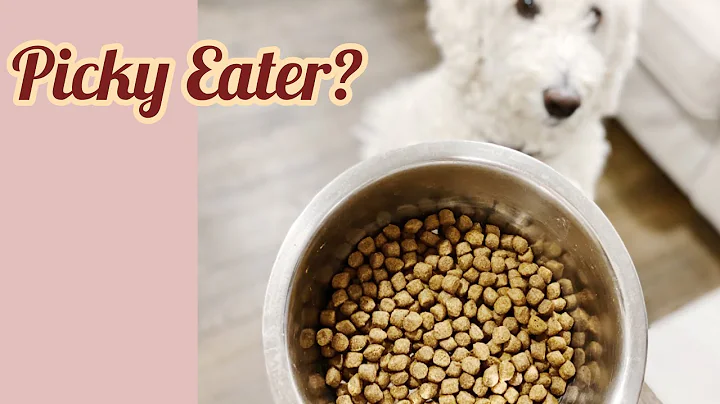 How To Get A Picky Dog To Eat Kibbles? I Did It In 4 Days! - DayDayNews