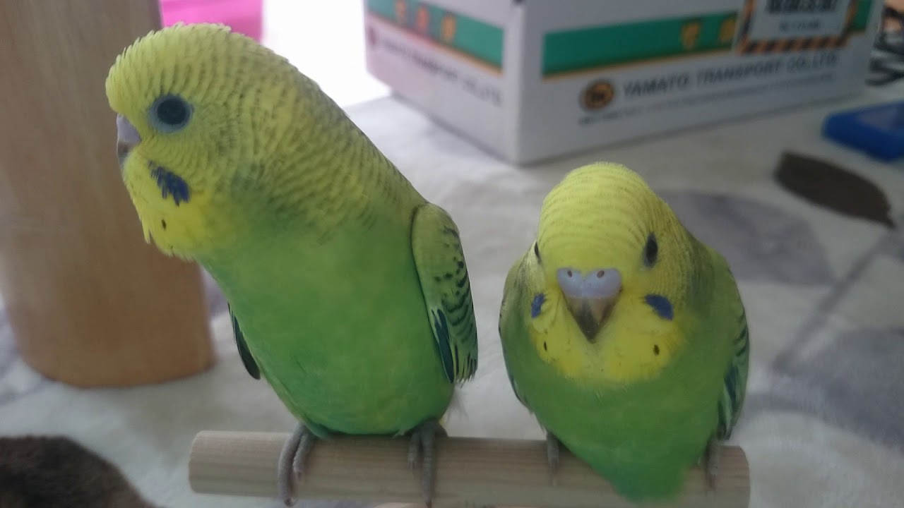 セキセイインコ 雛の鳴き声 癒し Youtube セキセイインコ 雛の鳴き声 癒し Youtube
