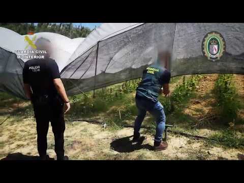 Desmantelan en Almonte una finca con plantación de marihuana y armas