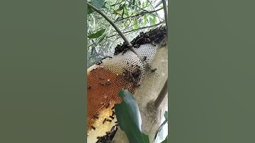 Khui Hàng Tổ 🐝 ở trên ngọn cây cao và cái kết #shorts