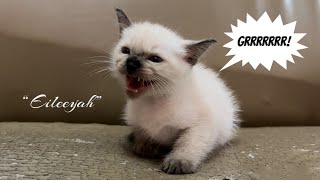 Cute angry kitten Seal Point Siamese (New addition to the family  “Eileeyah”) | Ep13