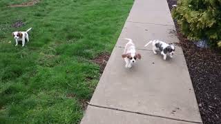 Cavalier King Charles Spaniel Puppies For Sale