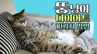 비만한 고양이 살을 뺴는 10가지 방법