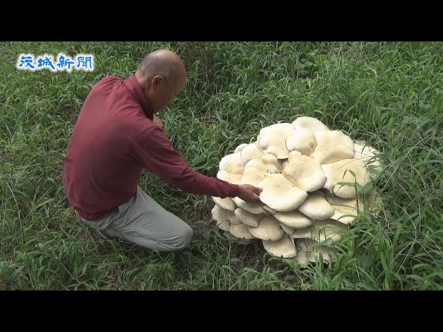 A giant mushroom was discovered on the side of a city road in