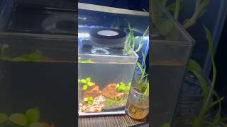 😲wow 🤩Beautiful aquarium setups ready Perfect for home &amp; office. #fyp #viral #trending #ytshorts