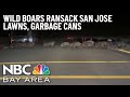 Wild Boars Rumble Through San Jose Neighborhood