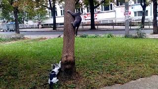 FUNNY CATS PLAYING