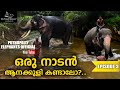 EP 03 | Kerala Elephant Shower | Puthuppally Sadhu & Puthuppally Rajeshwari l Elephant Nature Park