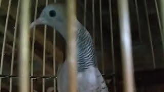 Download Perkutut Sriwiti Warna Bikin Mata Perpukau Video MP3 Perkutut Sriwiti Warna Bikin Mata Perpukau