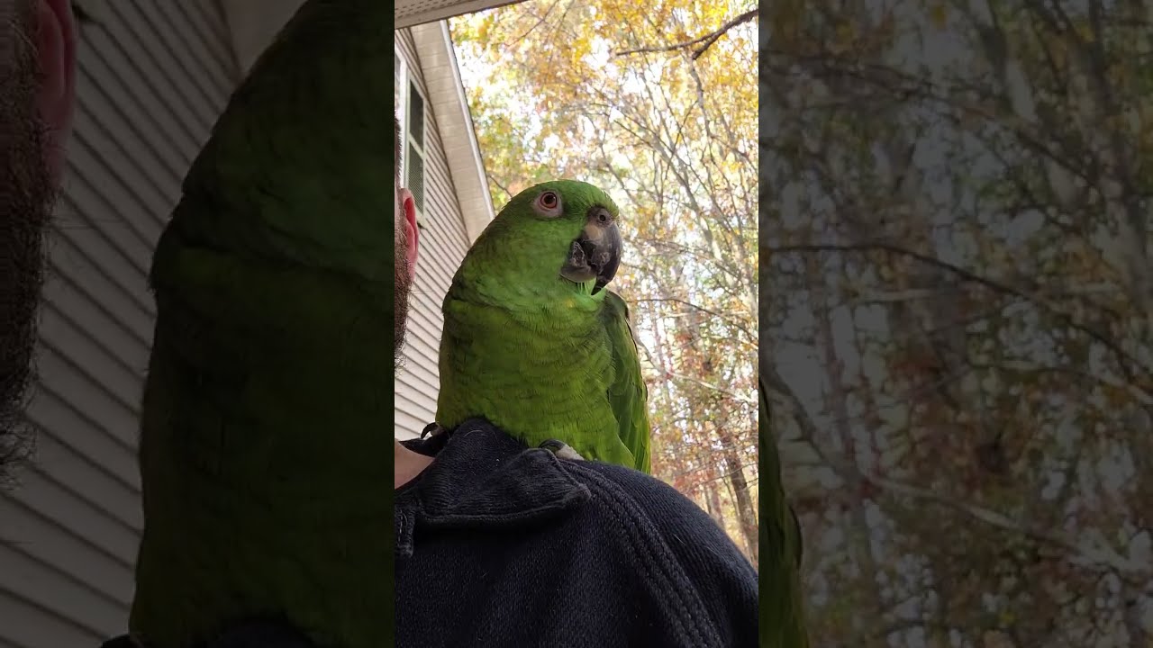 Take a 5 minute Parrot break | Calm Relaxing Porch Swing Meditation ASMR w/ Max the Amazon.