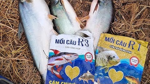 Câu cá tra với mồi câu R1 và R3. #camr1 #camr2 #camr3 #mồicâur1 #mồicâur3