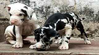 Quality Dane puppies for sale | Dog for sale | Hunsur, Mysore |  9606265155