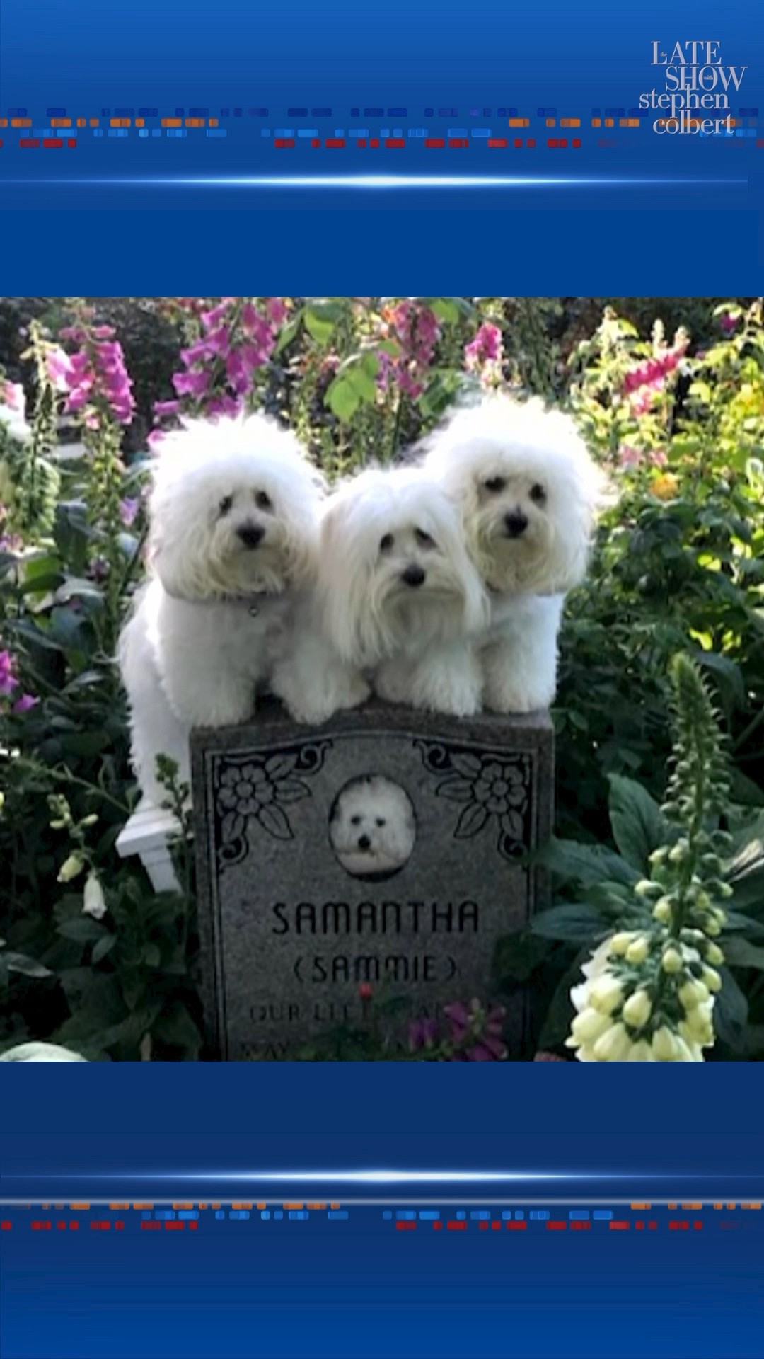 @barbrastreisand shares what an evening is like with #JamesBrolin \u0026 her sweet pups. #shorts