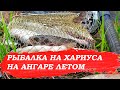 Рыбалка на хариуса на Ангаре летом. В конце видео полезный лайфхак. Неплохой клёв хариуса.