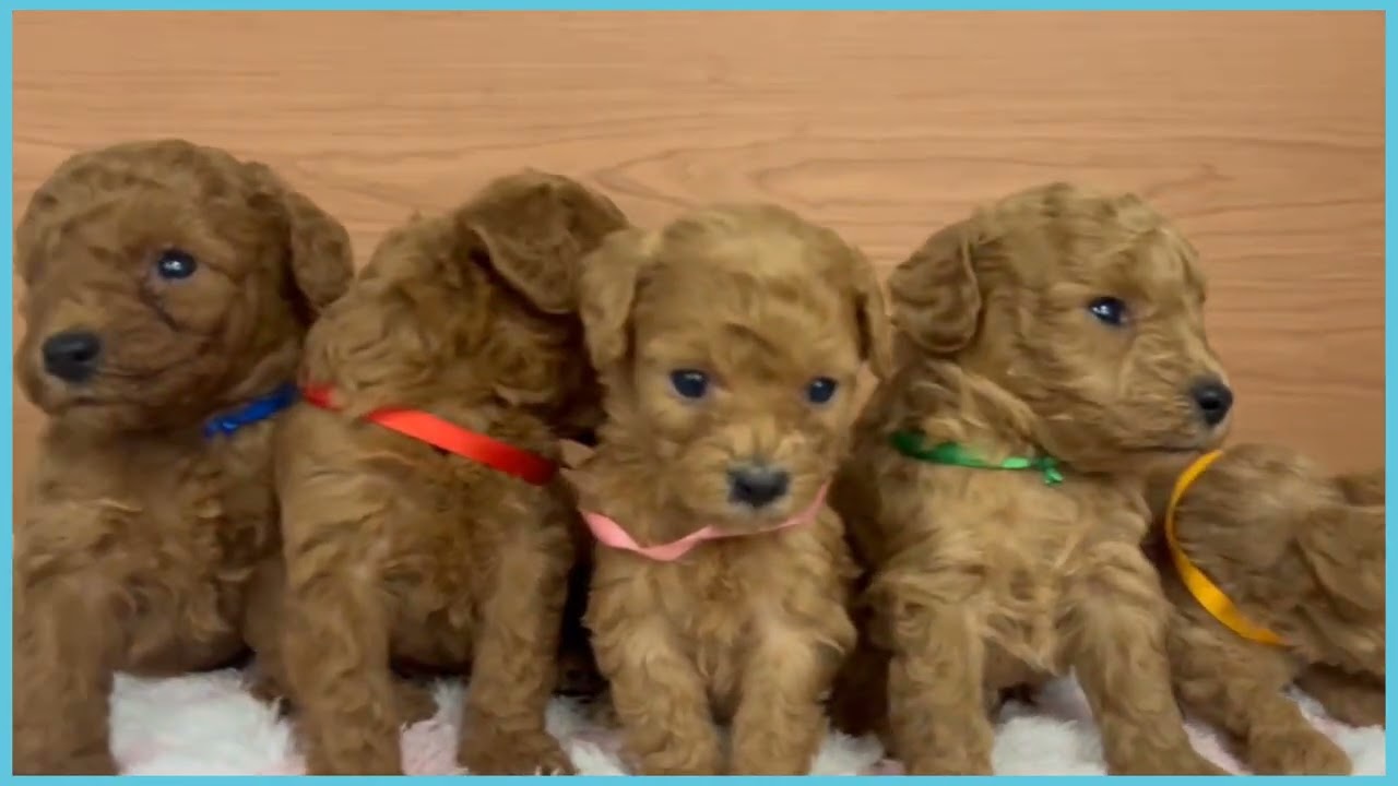 748344 T・プードル - YouTube