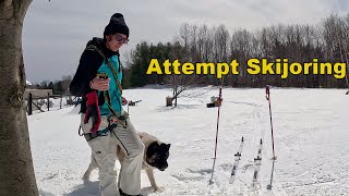 Attempt Skijoring - Little dog video