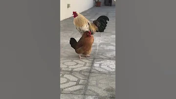 Chicken Laying Egg On The Floor 