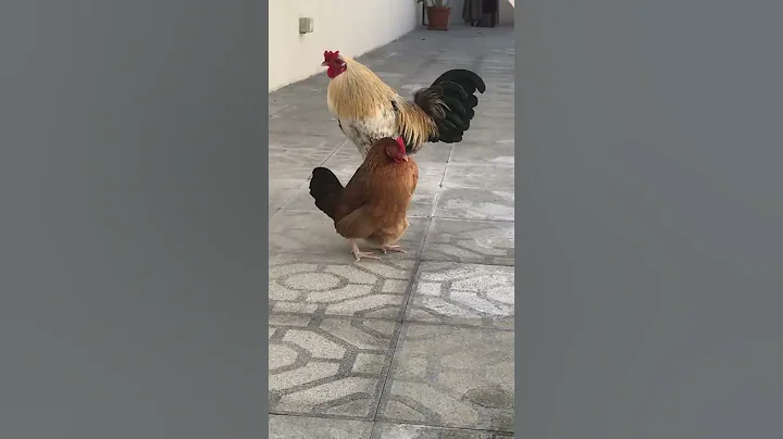 Chicken laying egg on the floor - DayDayNews