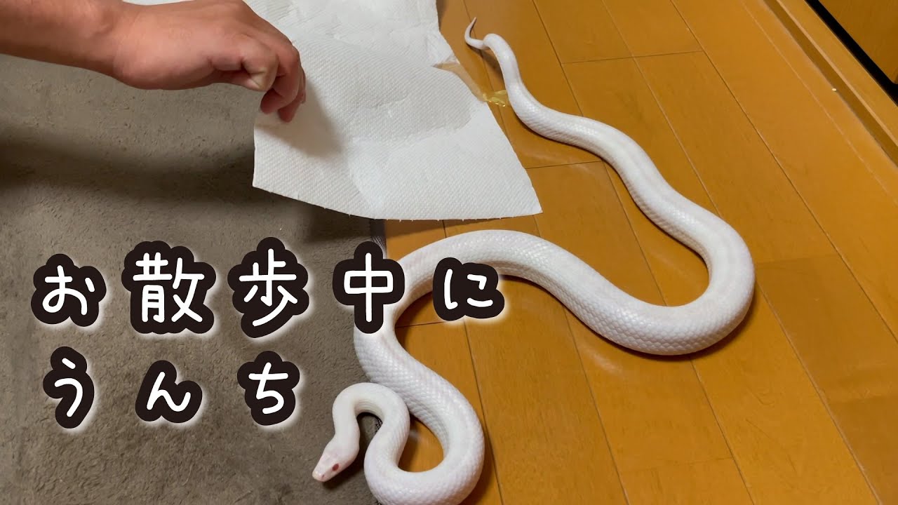蛇の抜け殻　白ヘビ（白蛇）コーンスネーク　縁起物③