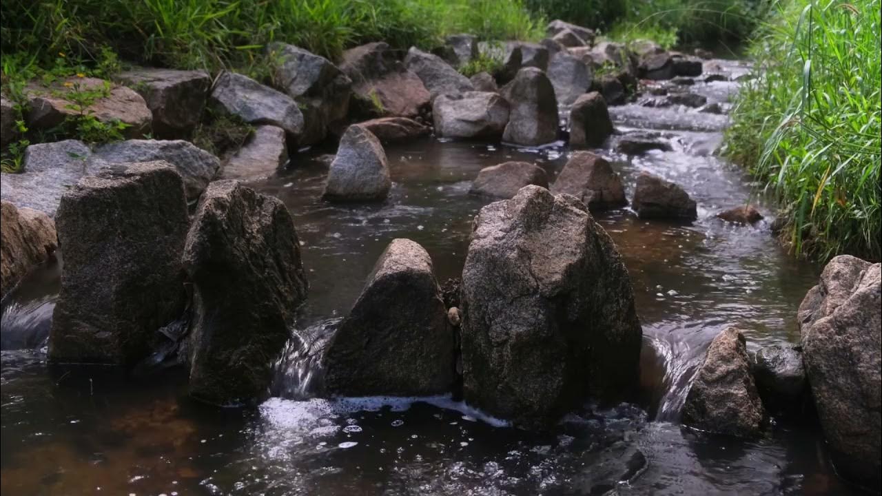 Звучащая природа. Речка в лесу. Цветы у ручья. Вода журчит. Журчание воды.