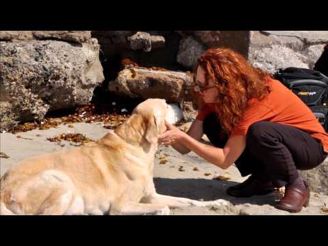 Euthanasia at the beach: touching goodbye.
