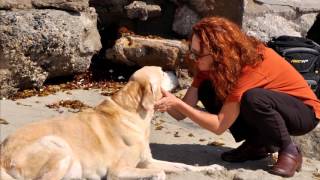 Euthanasia at the beach:  touching goodbye.