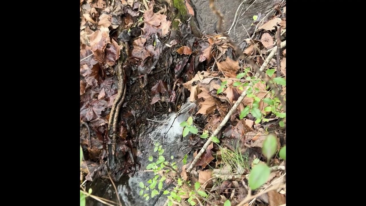 Bubbling brook with guided imagery