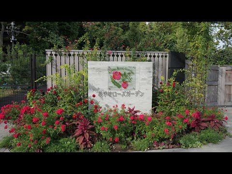 あやせローズガーデン 2025.10.19 あふれるお花たち 神奈川県綾瀬市