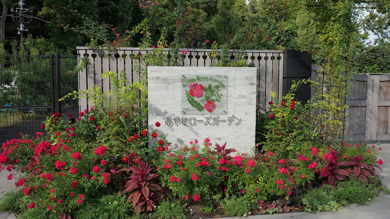あやせローズガーデン　2025.10.19　あふれるお花たち　神奈川県綾瀬市