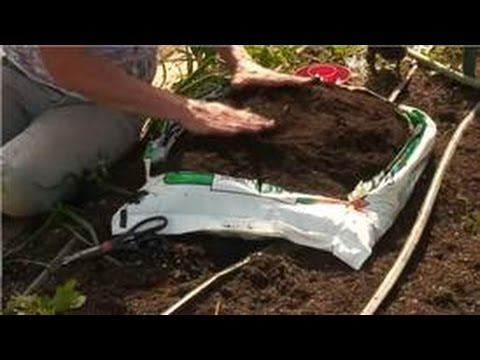 Growing Vegetables : How Do I Use Plastic Bags as a Container to Grow
