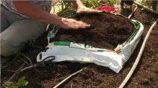 Growing Vegetables : How Do I Use Plastic Bags as a Container to Grow Vegetables?