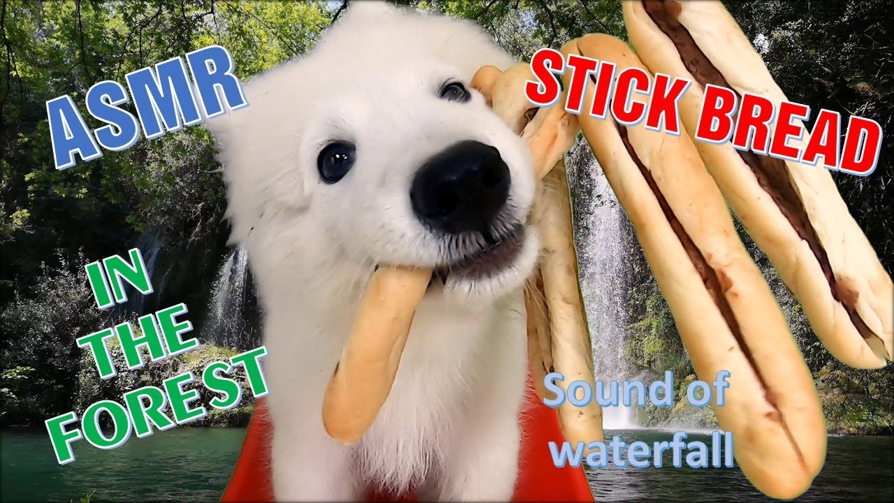 ASMR Dog Eating Stick Bread with Pate in The Forest YouTube