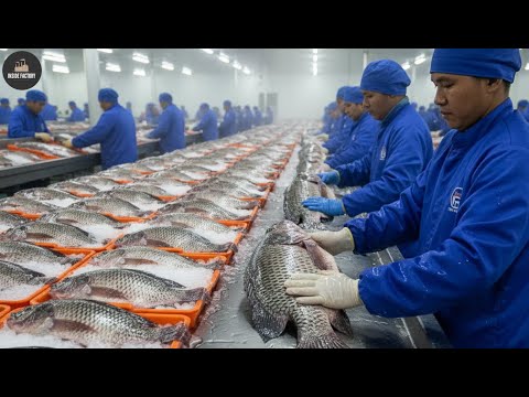 How Millions of Tilapia Are Farmed & Processed in Giant Chinese Factories
