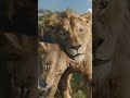 Mufasa: Il Re Leone | Al Cinema