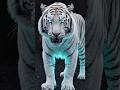 Why White Tigers Are So Rare 😳 Shocking Truth! #shorts