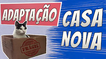 Como acalmar o gato para fazer mudança?