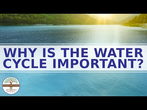 Why is the Water Cycle Important? Science Explainer Video