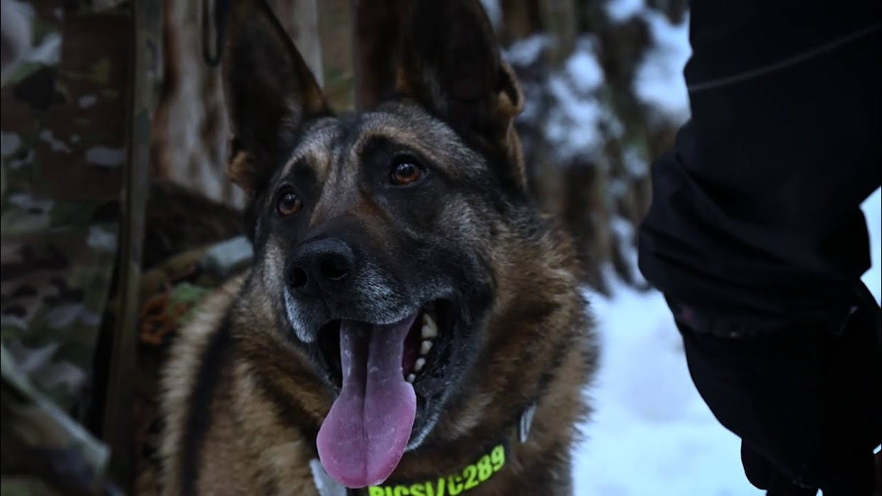 Survival, Evasion, Resistance, and Escape (SERE) Students and Military Working Dogs (MWD) Training