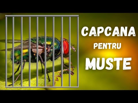 Video: Cum Să Ai Grijă De Capcana Pentru Muște Venus