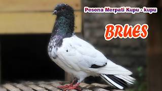 Pesona Merpati Kupu kupu Brues Endemik Jogja