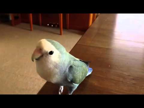 ひびきです