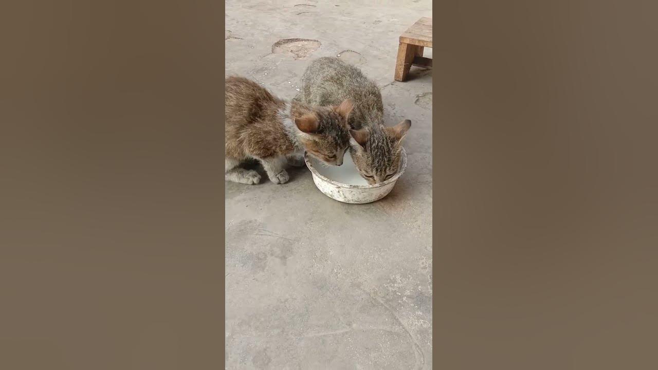 the-cat-drank-milk-viralvideo-youtubeshorts-cat-shorts-youtube