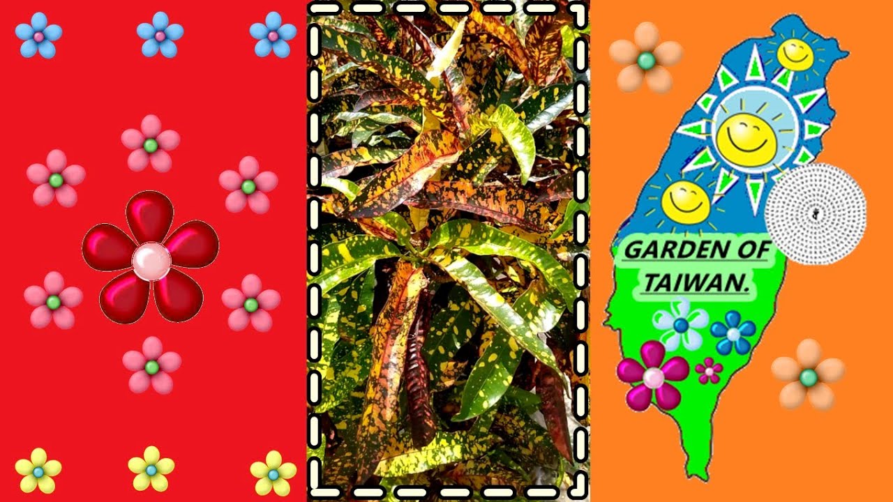 Kroton (Pflanze) Croton, Wunderstrauch