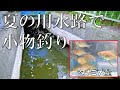 用水路と沼で小物釣りしてみた【タナゴ】