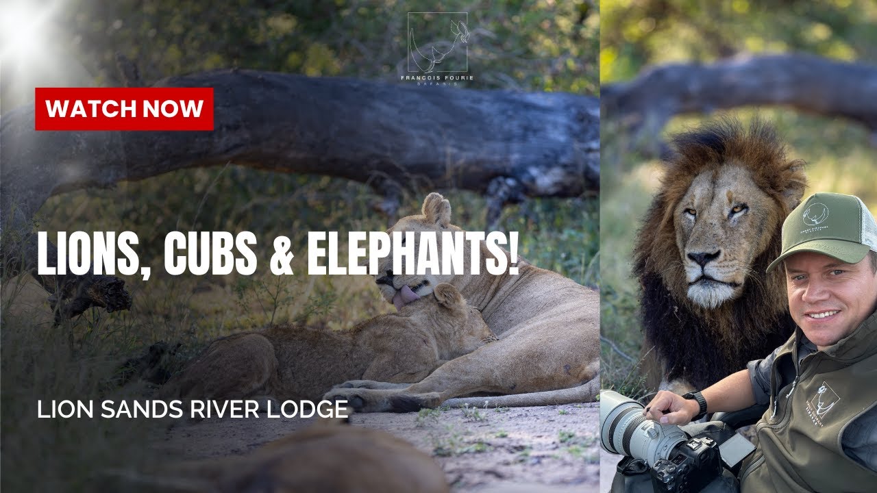 Day 2 Up Close with Lions, Elephants & Buffalo – Epic Morning Safari at Lion Sands River Lodge