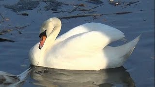 Лебеди от весны до зимы. 1 часть Возвращение. Swans from spring to winter.