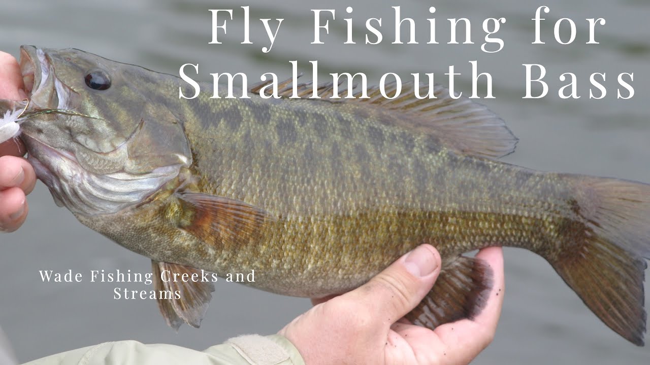 Smallmouth Bass Fly Fishing School