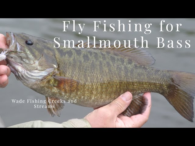 Fly Fishing for Smallmouth Bass in Creeks and Streams 
