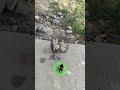 hens and maina little baby amazing video